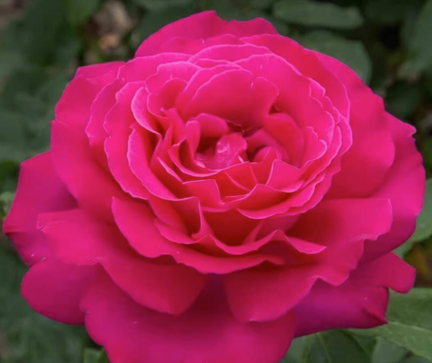 Rose 'Velasquez' (委拉斯凯兹) (1 Gal+ Live Plant) Shrub Rose