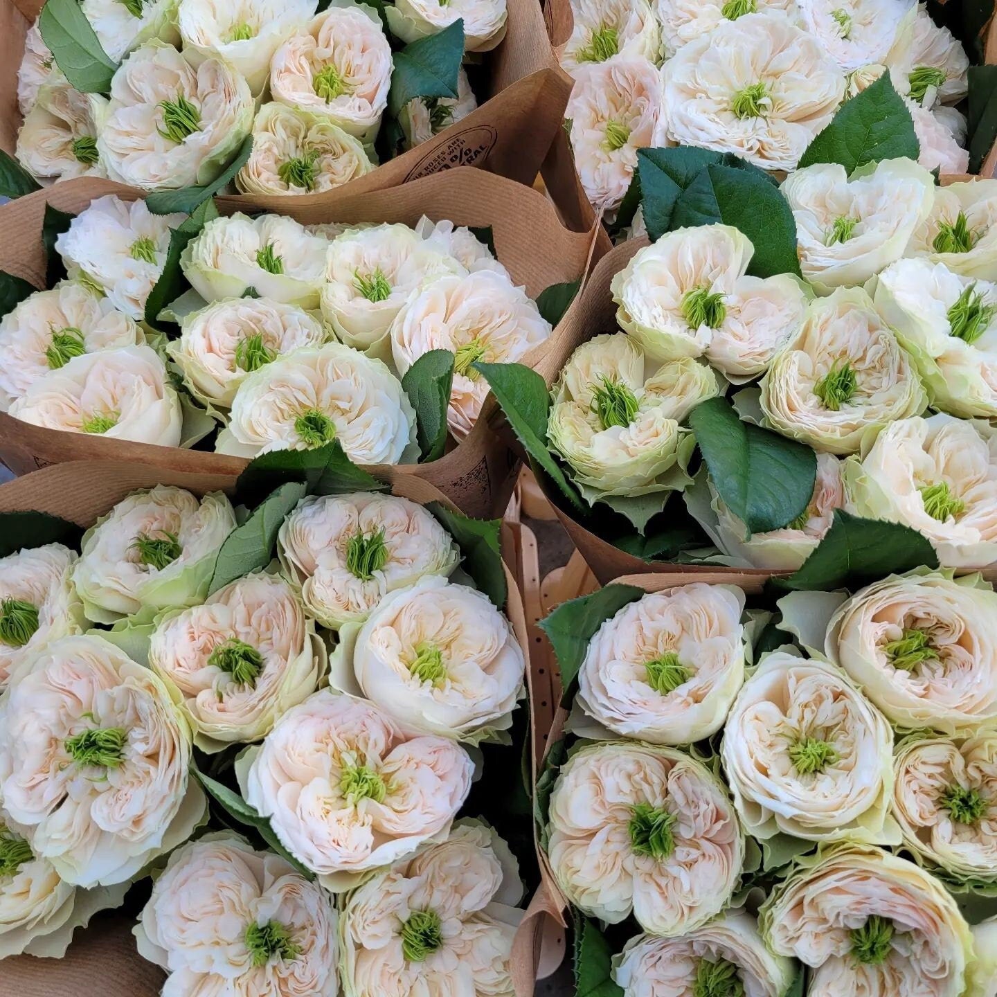 Rose 'Whitby Abbey' (惠特比修道院) (1Gal+ Live Plant) Shrub Rose