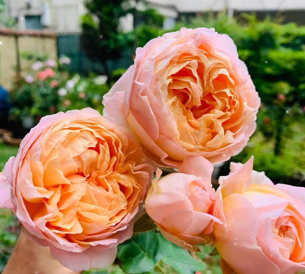 Rose 'Confiture' (果酱) fragrance, disease resistance, cut flowers (1Gal+ Live Plant) Shrub Rose .