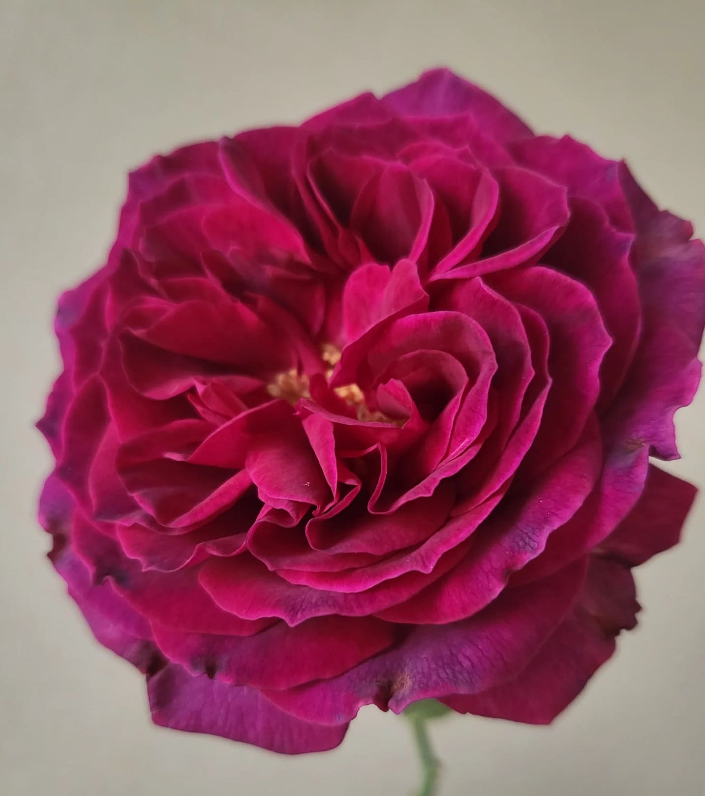 Japanese Rose 'Hiraku' (蓝莓戒指) (1 Gal+ Live Plant) Shrub Rose