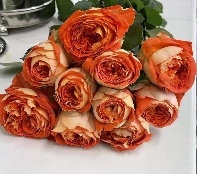 Japanese Rose 'Arancia' (橙意) (1 Gal+ Live Plant) Shrub Rose