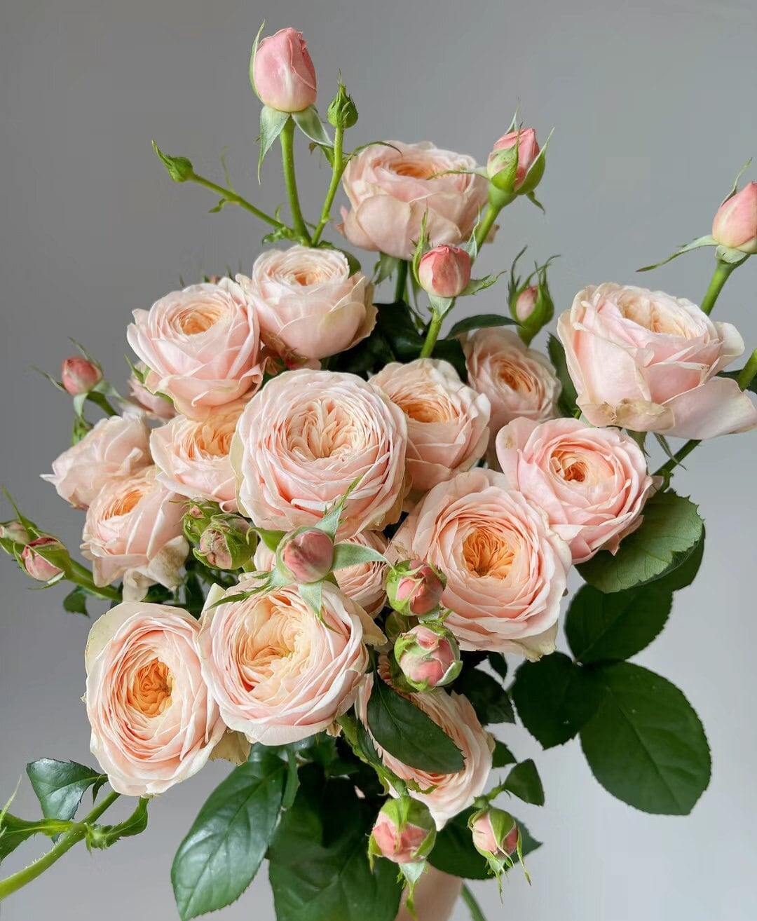 Rose 'New SPS' 柏林少女(1 Gal+ Live Plant) Shrub Rose Cut Rose