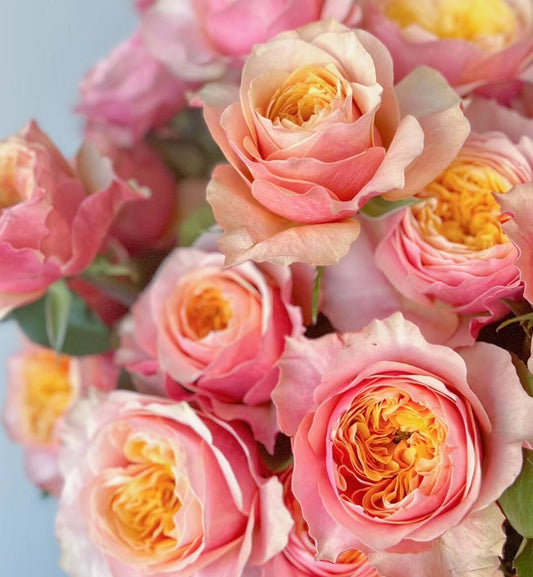 Rose 'Kensington Garden' (肯辛顿公园) (1 Gal+ Live Plant) Shrub Rose