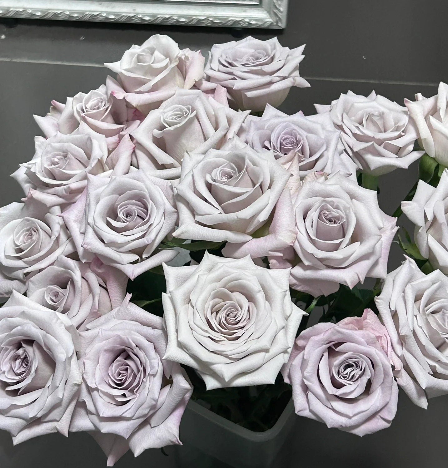 Rose 'Menta' (曼塔) (1 Gal+ Live Plant) Shrub Rose