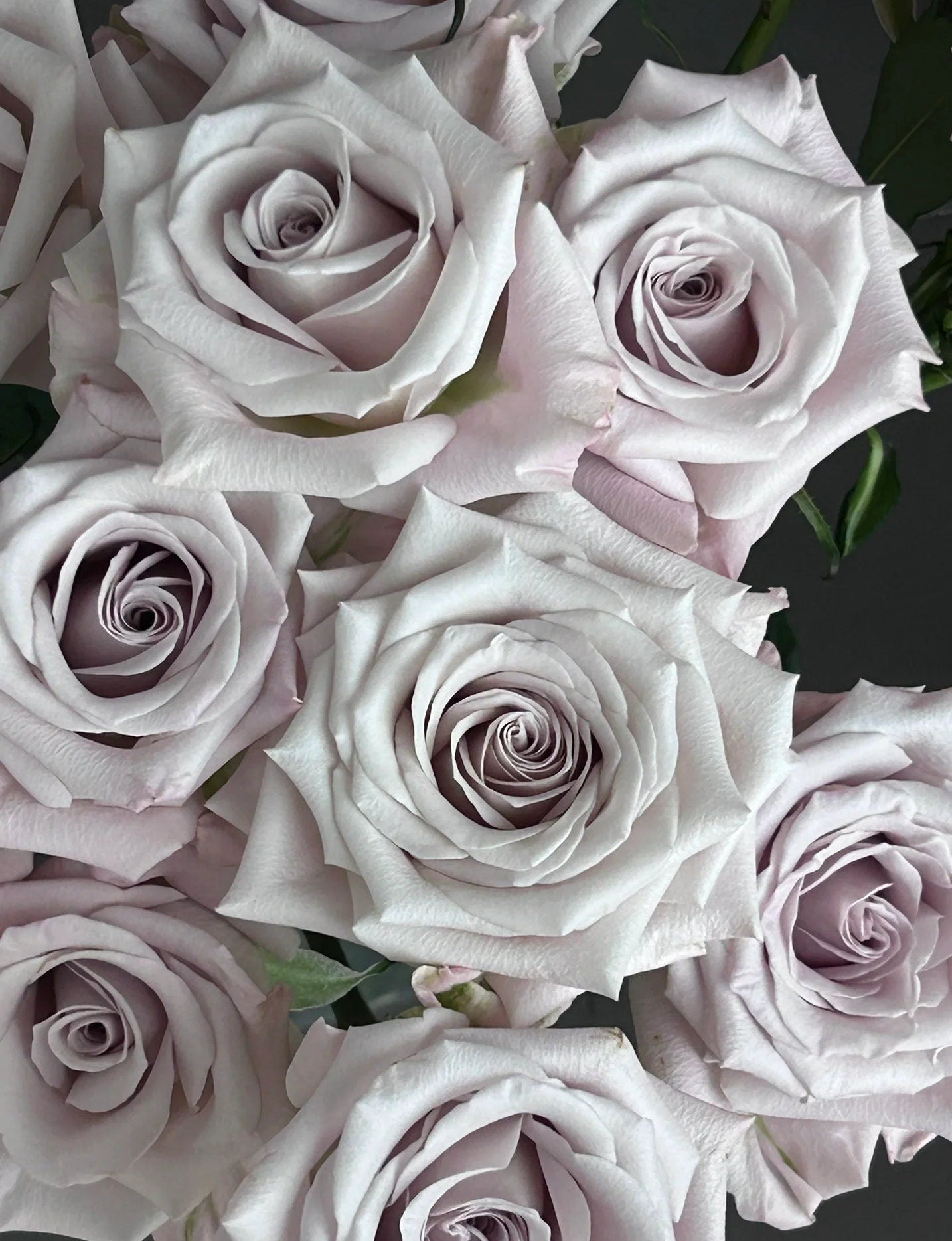 Rose 'Menta' (曼塔) (1 Gal+ Live Plant) Shrub Rose