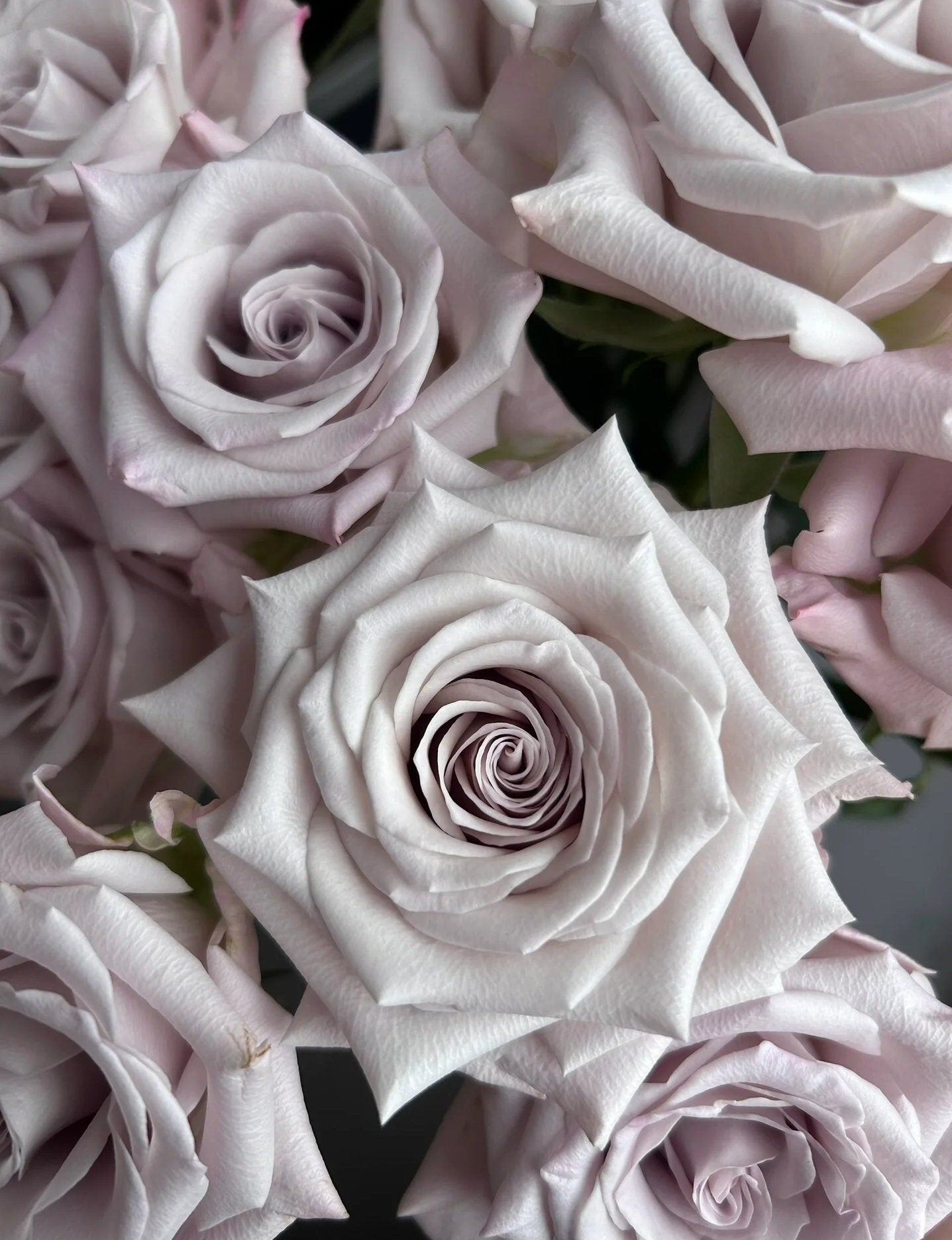 Rose 'Menta' (曼塔) (1 Gal+ Live Plant) Shrub Rose