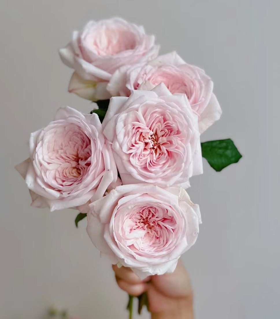 Rose 'Special Bride' (特别新娘) (2 Gal+ Live Plant) Shrub Rose