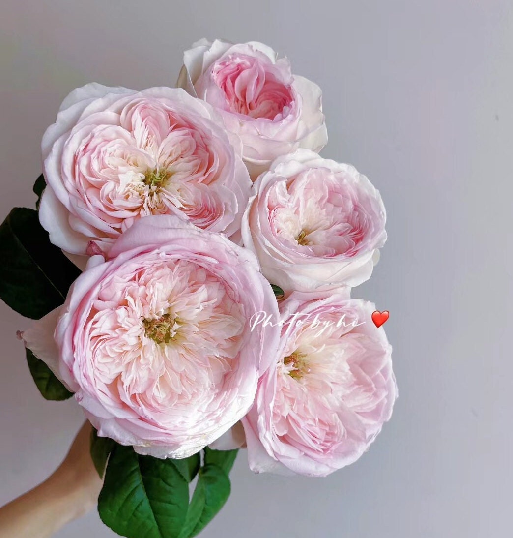 Rose 'Special Bride' (特别新娘) (2 Gal+ Live Plant) Shrub Rose