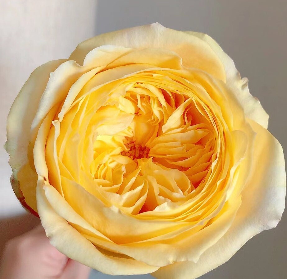 Japanese Rose 'Catalina' (凯特琳娜) (1Gal+ Live Plant) Shrub Rose