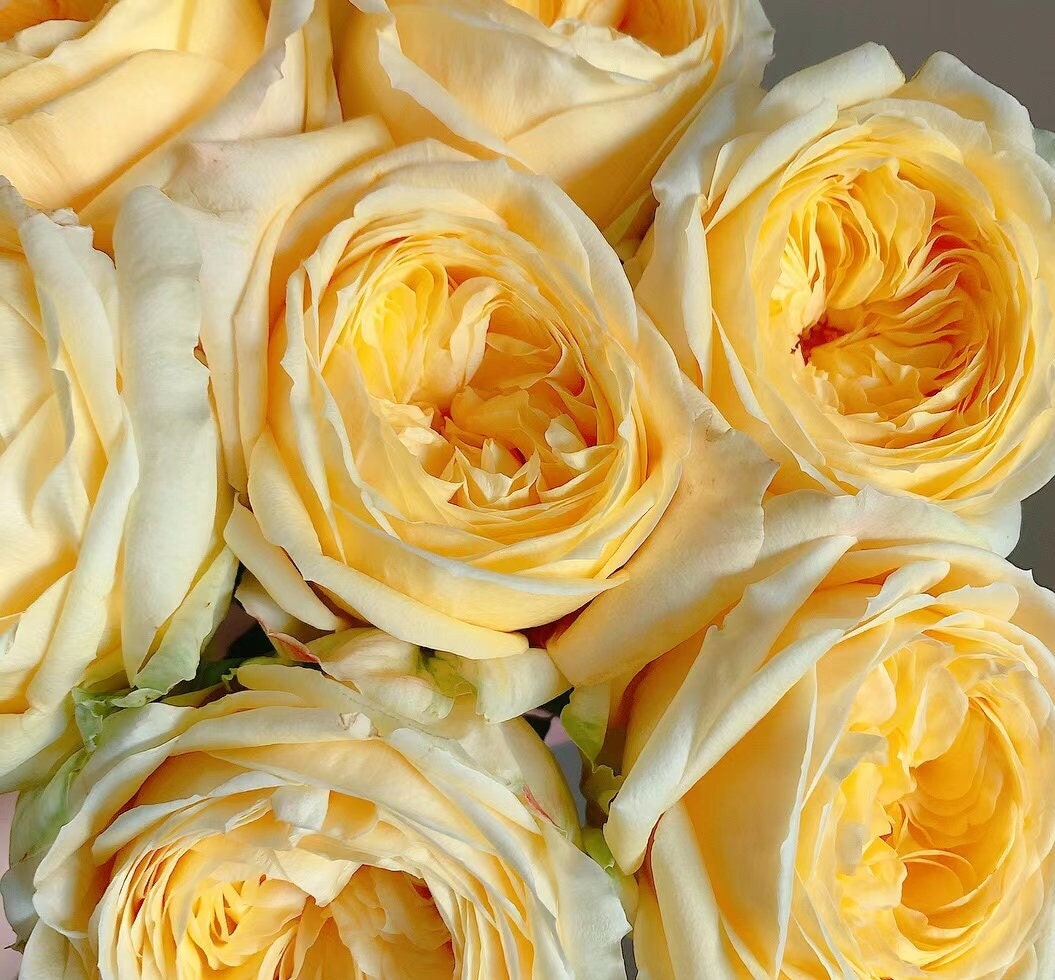 Japanese Rose 'Catalina' (凯特琳娜) (1Gal+ Live Plant) Shrub Rose