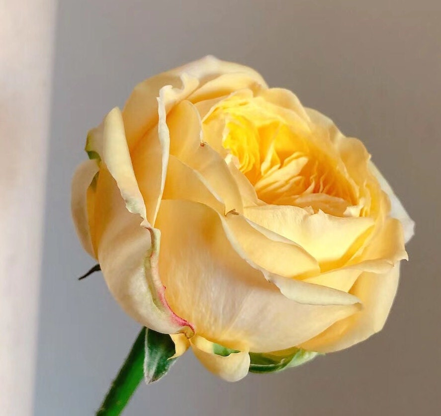 Japanese Rose 'Catalina' (凯特琳娜) (1Gal+ Live Plant) Shrub Rose