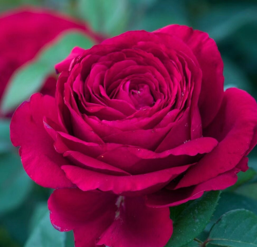 Rose 'La Rose des 4 Vents' (四风之花) fragrance, disease resistance, cut flowers (1Gal+ Live Plant) Shrub Rose .
