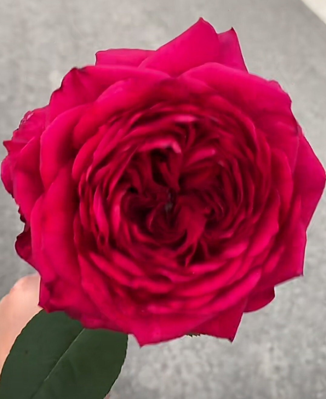 Rose 'La Rose des 4 Vents' (四风之花) fragrance, disease resistance, cut flowers (1Gal+ Live Plant) Shrub Rose .