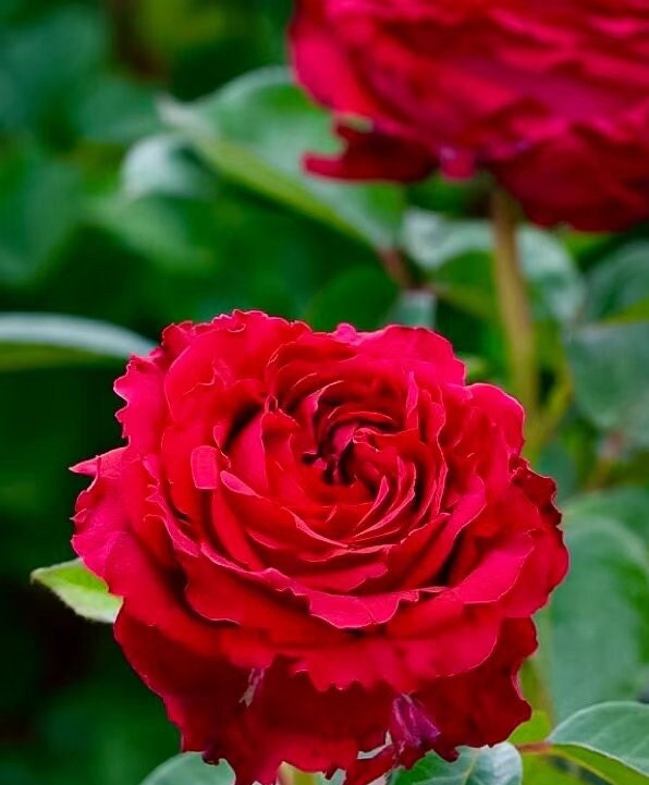 Rose 'La Rose des 4 Vents' (四风之花) fragrance, disease resistance, cut flowers (1Gal+ Live Plant) Shrub Rose .