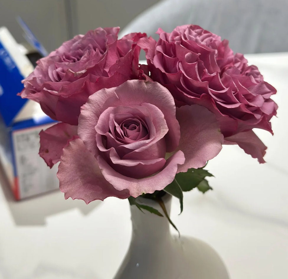 Rose 'Mont Marte' (蒙特马特) (1 Gal+ Live Plant) Shrub Rose
