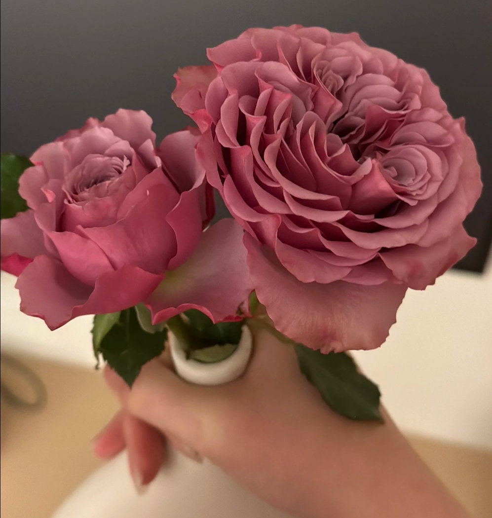 Rose 'Mont Marte' (蒙特马特) (1 Gal+ Live Plant) Shrub Rose