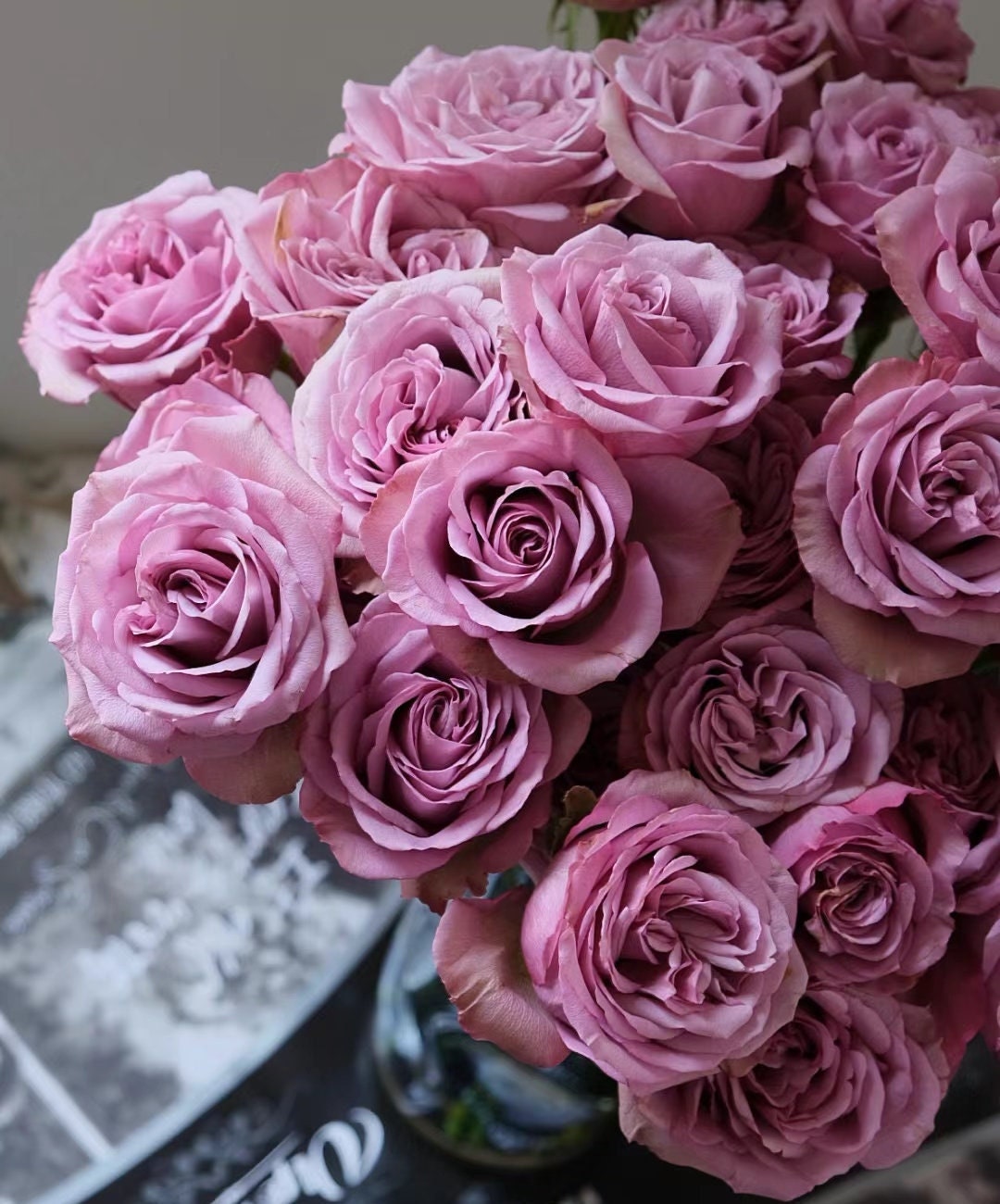 Rose 'Mont Marte' (蒙特马特) (1 Gal+ Live Plant) Shrub Rose