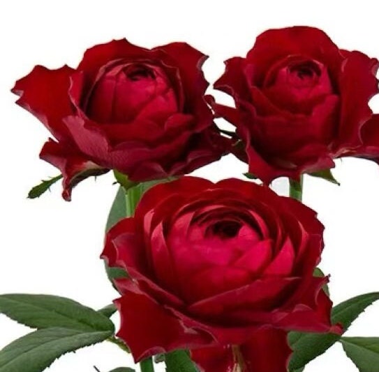 Rose 'La Rose des 4 Vents' (四风之花) fragrance, disease resistance, cut flowers (1Gal+ Live Plant) Shrub Rose .