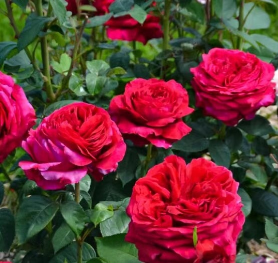 Rose 'La Rose des 4 Vents' (四风之花) fragrance, disease resistance, cut flowers (1Gal+ Live Plant) Shrub Rose .