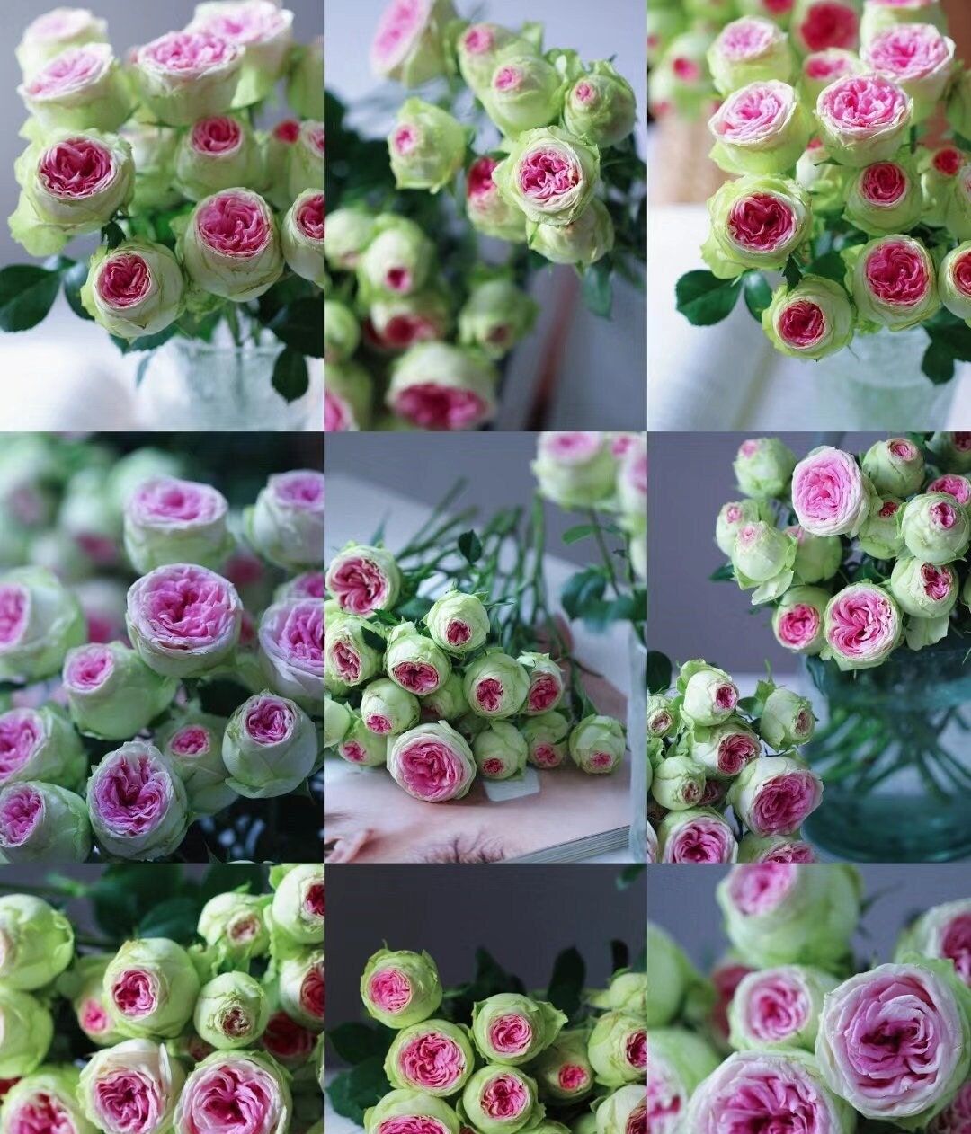 Rose 'Gelato' (冰淇淋) (1 Gal+ Live Plant) Shrub Rose