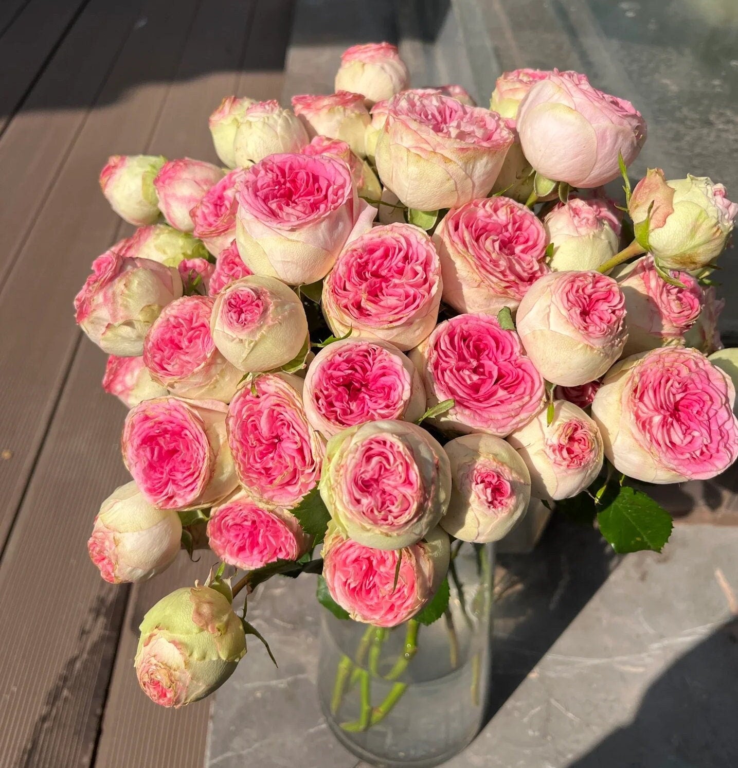 Rose 'Gelato' (冰淇淋) (1 Gal+ Live Plant) Shrub Rose