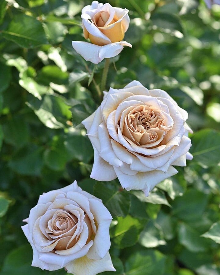 Rose 'Rallye des Gazelles' (瞪羚拉力赛) fragrance, disease resistance, cut flowers (1Gal+ Live Plant) Shrub Rose .