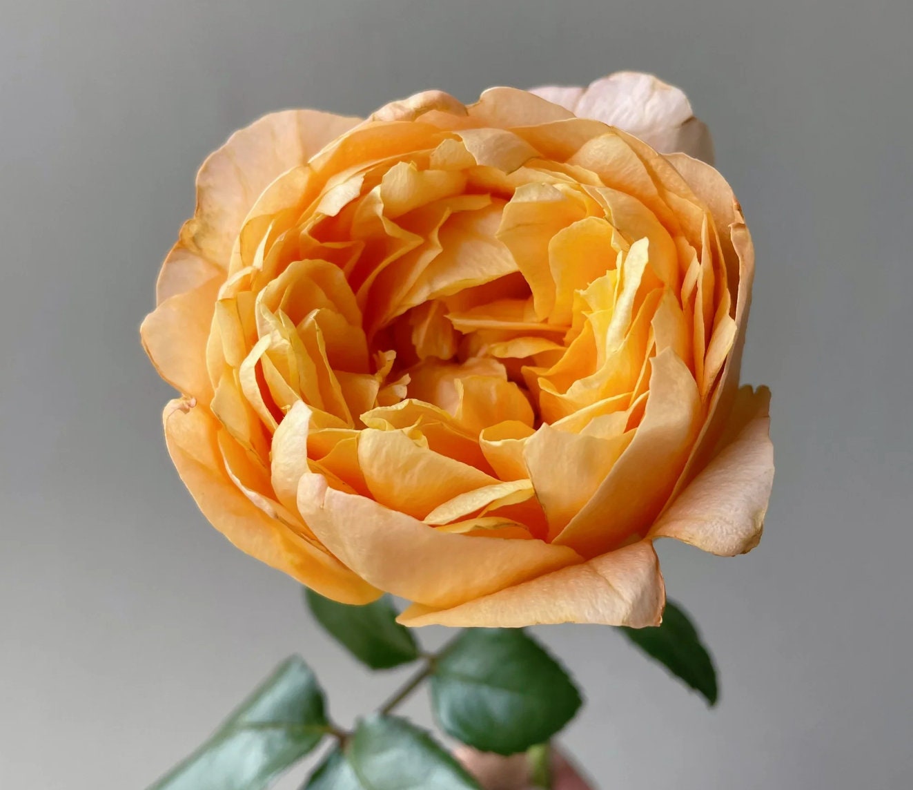 Rose 'Bergamotte' (香柠檬) (1 Gal+ Live Plant) Shrub Rose