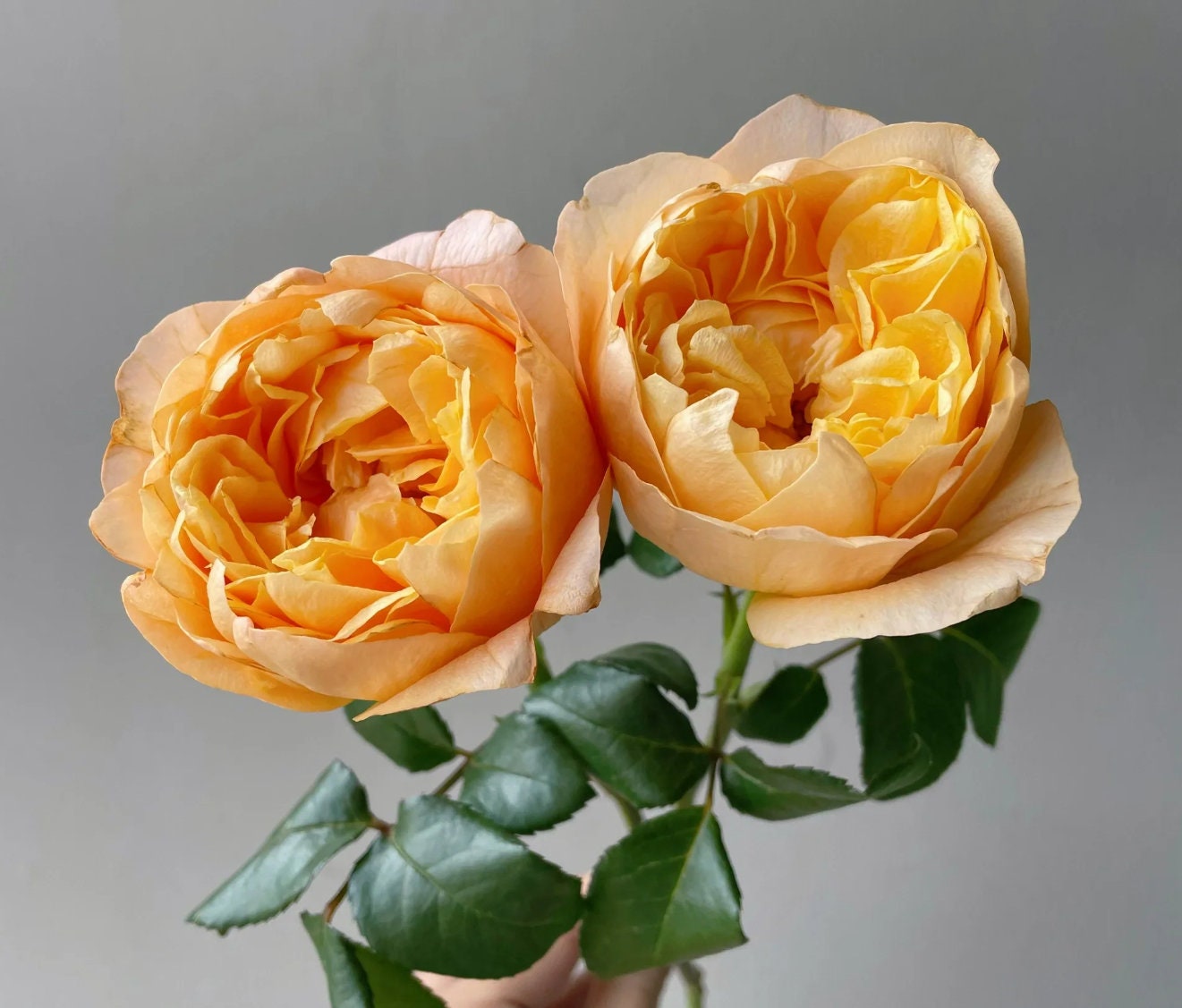 Rose 'Bergamotte' (香柠檬) (1 Gal+ Live Plant) Shrub Rose