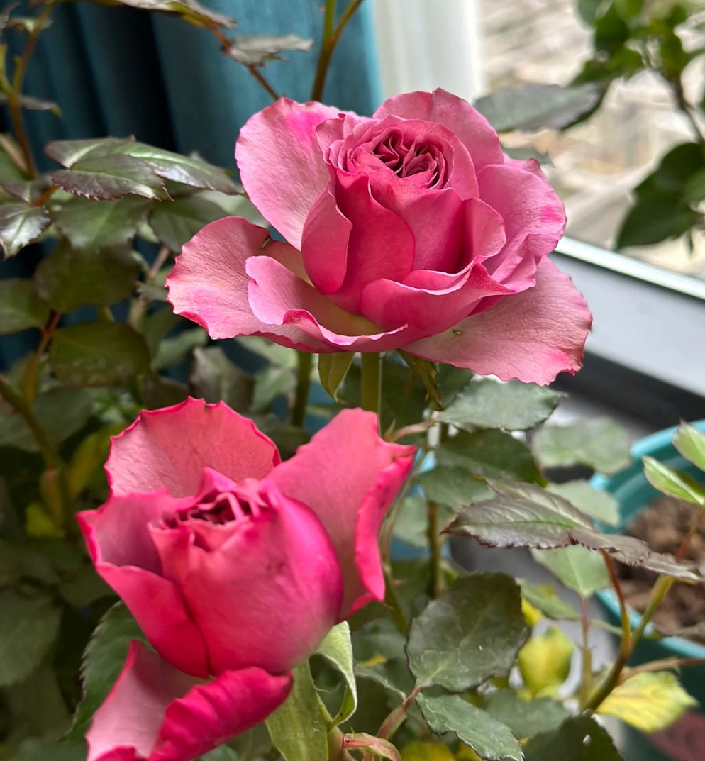 Rose 'Mont Marte' (蒙特马特) (1 Gal+ Live Plant) Shrub Rose