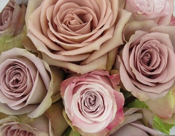 Rose 'Amnesia' (失忆) (1Gal+ Live Plant) Shrub Rose