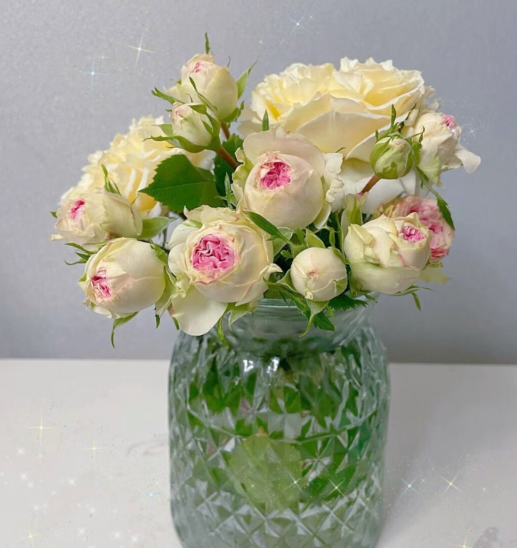 Rose 'Gelato' (冰淇淋) (1 Gal+ Live Plant) Shrub Rose