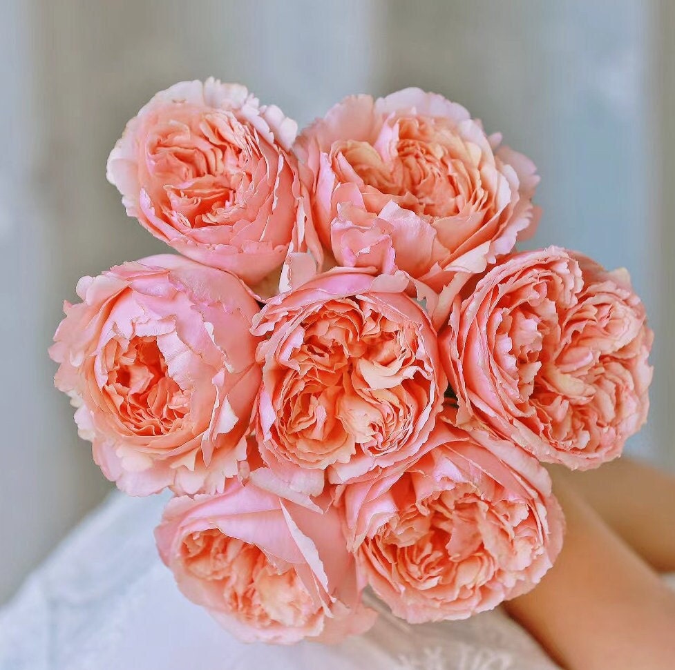 Rose 'Salmanasar' (萨尔曼莎) (1Gal+ Live Plant) Shrub Rose