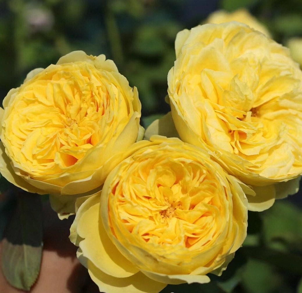 Japanese Rose 'Catalina' (凯特琳娜) (1Gal+ Live Plant) Shrub Rose