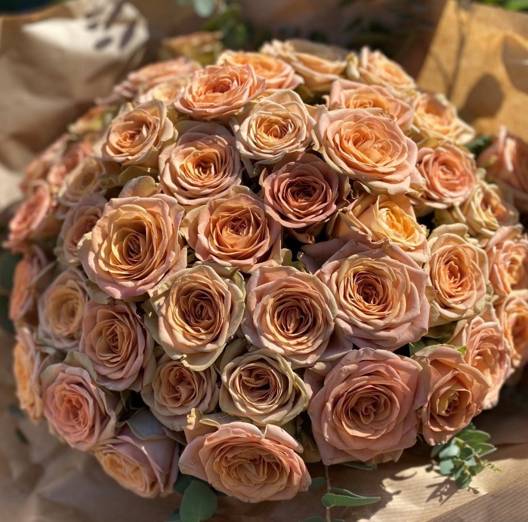 Rose 'Rallye des Gazelles' (瞪羚拉力赛) fragrance, disease resistance, cut flowers (1Gal+ Live Plant) Shrub Rose .