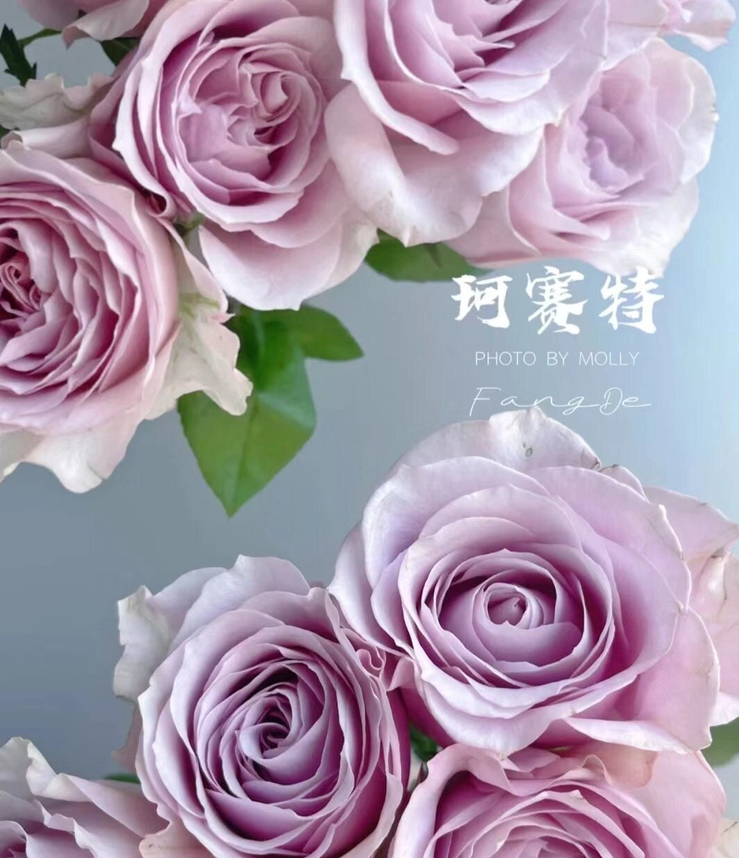 Rose 'Cossette' (珂赛特) (1Gal+ Live Plant)