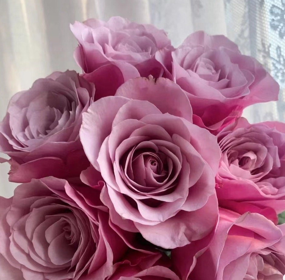 Rose 'Cossette' (珂赛特) (1Gal+ Live Plant)