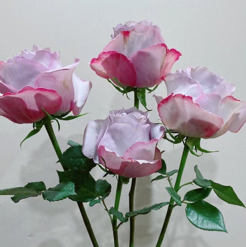 Rose 'Cossette' (珂赛特) (1Gal+ Live Plant)