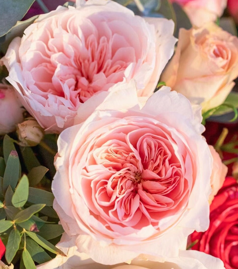 Climbing Rose 'Sabrina' (情归巴黎) (1 Gal+ Live Plant)