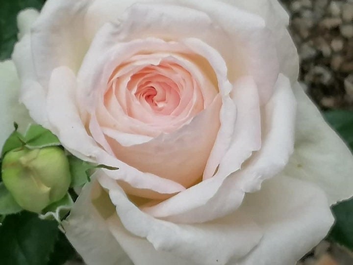 Rose 'Ragazza' (米兰少女) (1 Gal+ Live Plant) Shrub Rose