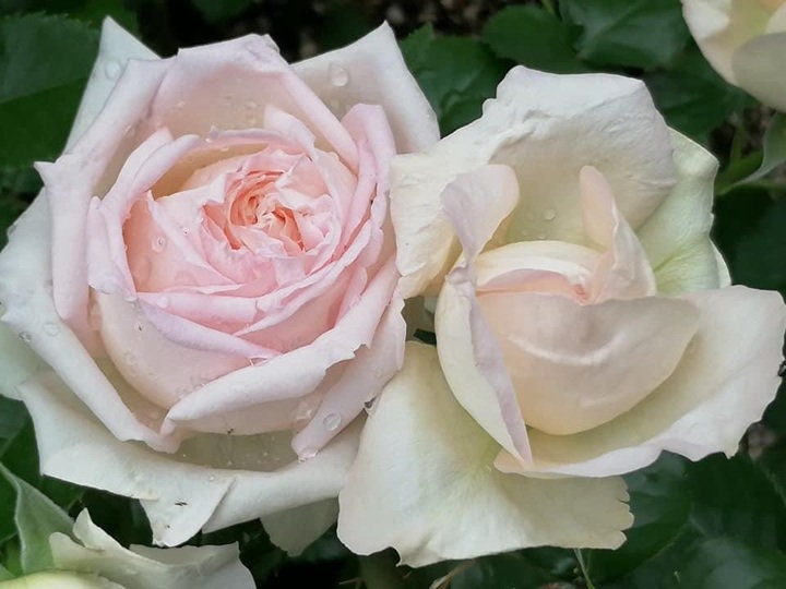 Rose 'Ragazza' (米兰少女) (1 Gal+ Live Plant) Shrub Rose