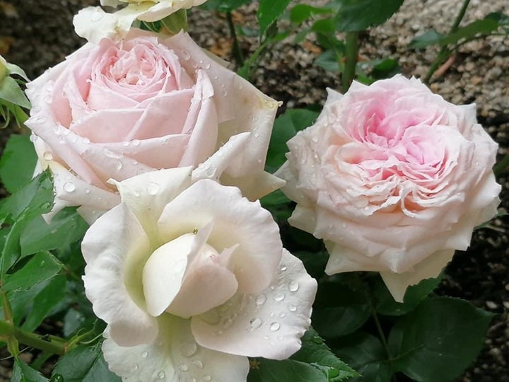 Rose 'Ragazza' (米兰少女) (1 Gal+ Live Plant) Shrub Rose