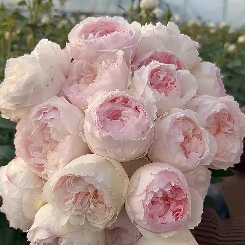 Japanese Rose 'Cocotte' (可可杯) fragrance, disease resistance, cut flowers (1Gal+ Live Plant) Shrub Rose .