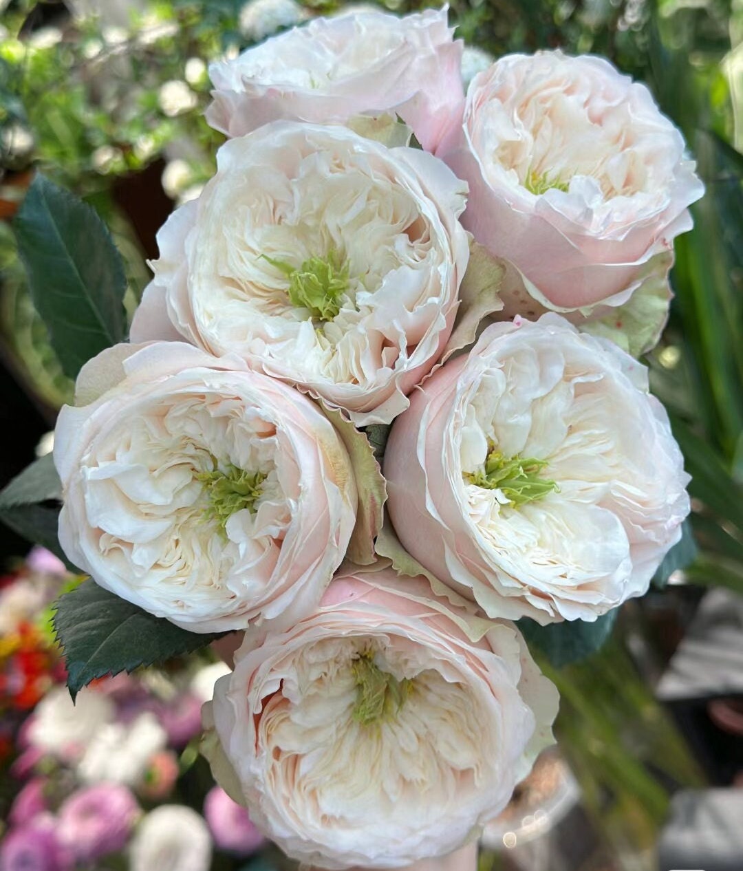 Rose 'Darlington' (达林顿) (1Gal+ Live Plant) Shrub Rose