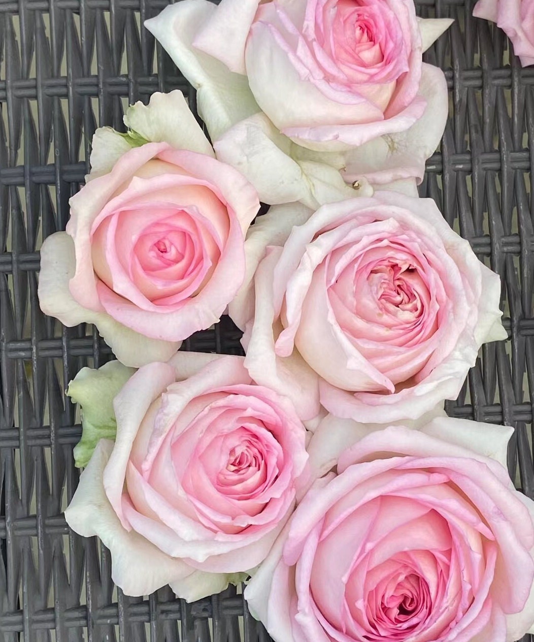 Rose 'Ragazza' (米兰少女) (1 Gal+ Live Plant) Shrub Rose