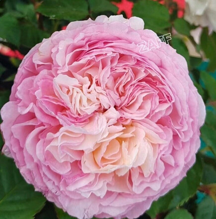 Rose 'Traumerei' (梦㓜曲) (1Gal+ Live Plant) Shrub Rose