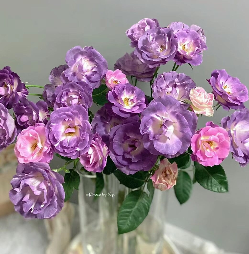 Rose 'Blue For You' (蓝色梦想) fragrance, disease resistance, cut flowers (1Gal+ Live Plant) Shrub Rose .