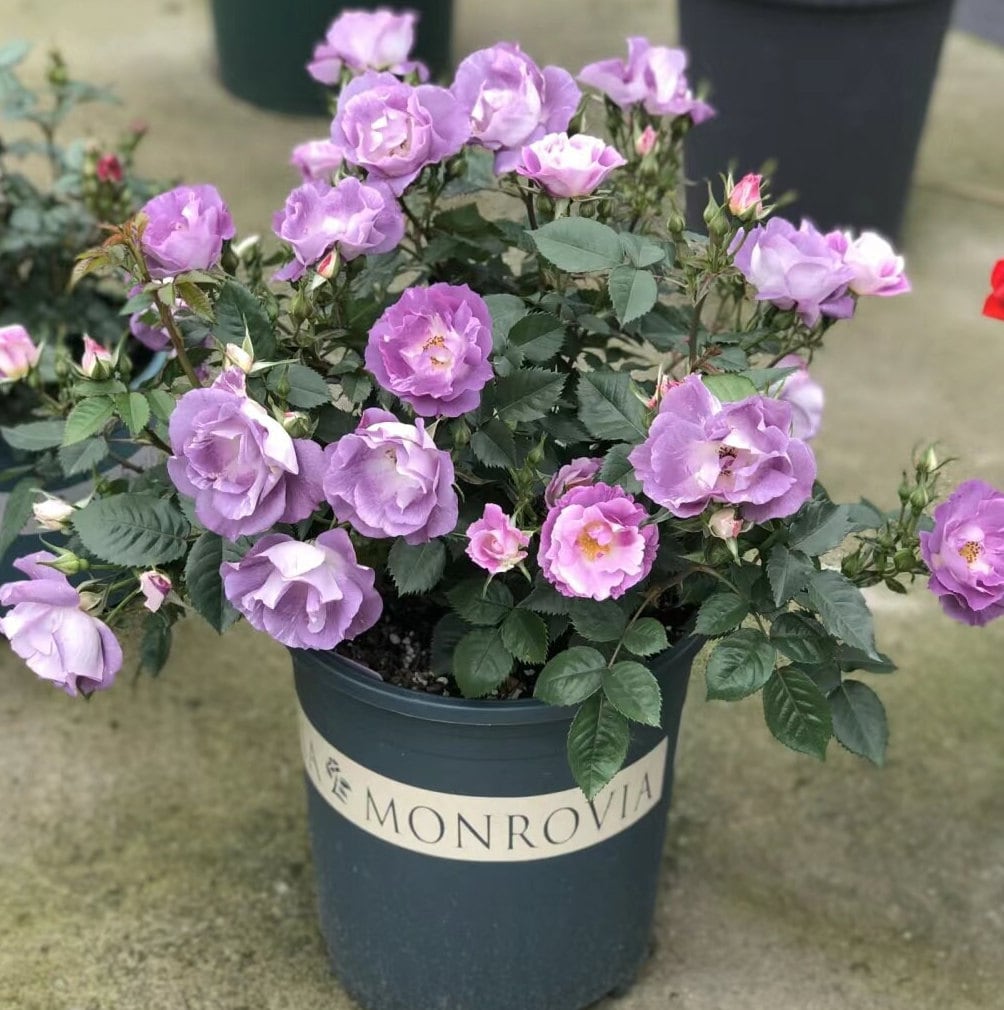 Rose 'Blue For You' (蓝色梦想) fragrance, disease resistance, cut flowers (1Gal+ Live Plant) Shrub Rose .