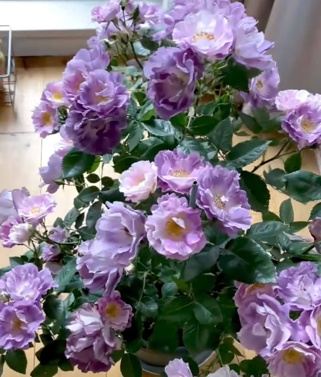 Rose 'Blue For You' (蓝色梦想) fragrance, disease resistance, cut flowers (1Gal+ Live Plant) Shrub Rose .