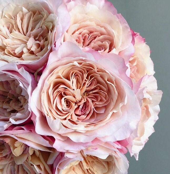 Rose 'Miyabi Cha (茶雅) (1 Gal+ Live Plant) cut rose Shrub Rose