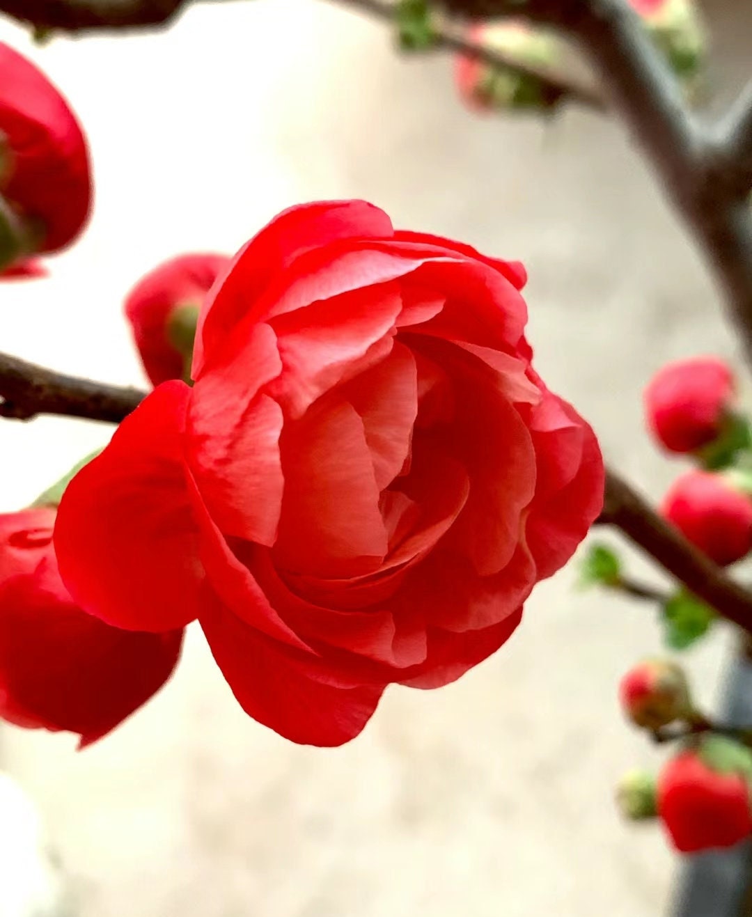 Japanese Four Seasons Longevity Crown Begonia (日本四季长寿冠海棠盆景) Bare Root Living Plant